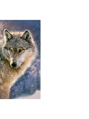 Castorland dėlionė Lone Wolf  500 det.