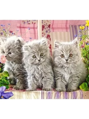 Castorland dėlionė THREE GREY KITTENS 260 det.
