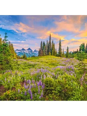 Castorland dėlionė Blossoms of Morning 2000 det.