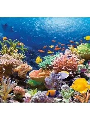 Castorland dėlionė Coral Reef Canada 1000 det.