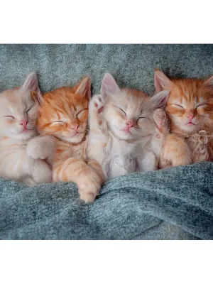 Castorland dėlionė The Sweetest Kittens 1000 det.