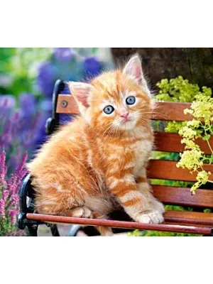 Castorland dėlionė Ginger Kitten  500 det.