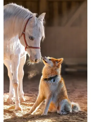 Castorland dėlionė Unique Friendship 1000 det