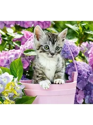 Castorland dėlionė Kitten In Basket 1500 det.