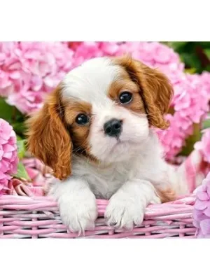 Castorland dėlionė Pup in Pink Flowers 500 det.