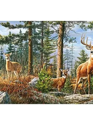 Castorland dėlionė Royal Deer Family 4000 det.