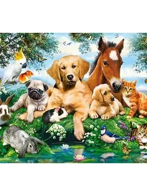 Castorland dėlionė Summer Pals 500 det.