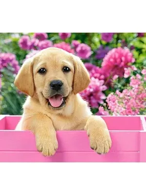 Castorland dėlionė Labrador Puppy In Pink Box 300 det.
